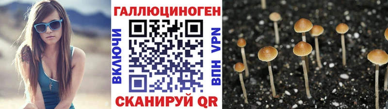 Купить закладки Макаров Псилоцибиновые грибы GOLDEN TEACHER